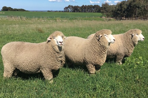 Corriedale slivers washed - of,