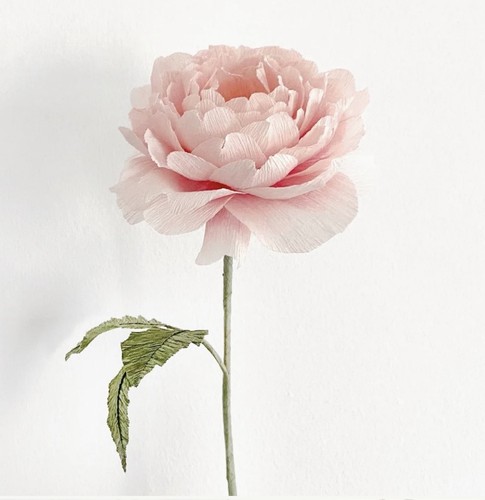 Make english rose - an,